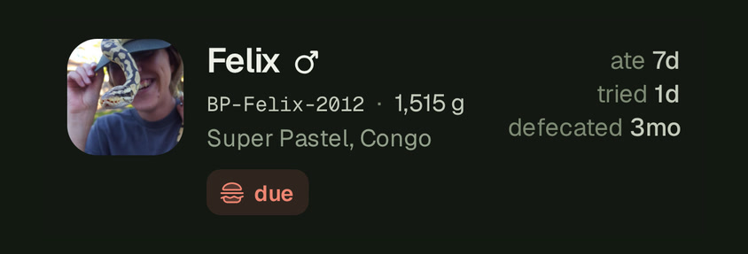 One row on Home on a phone: Felix's photo, his name with a male icon, BP-Felix-2012 and 1,515 g, his morph Super Pastel, Congo, a feeding icon reading due, and ate 7d, tried 1d and defecated 3mo down the right.